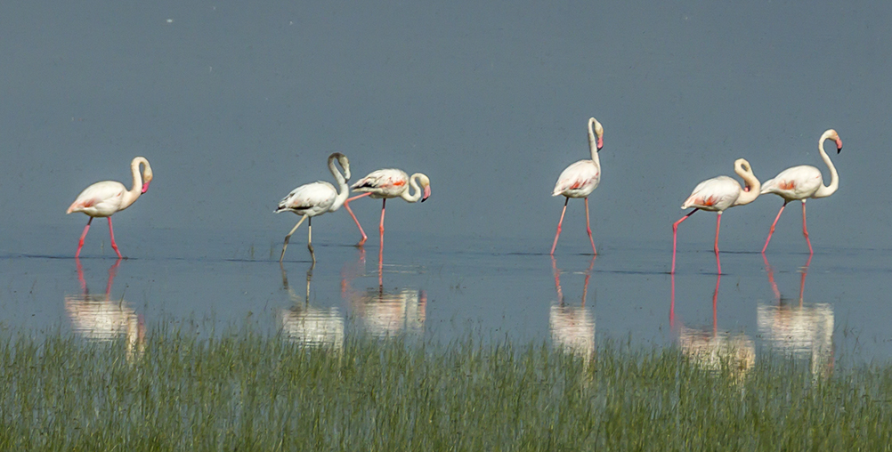Greater Flamingo