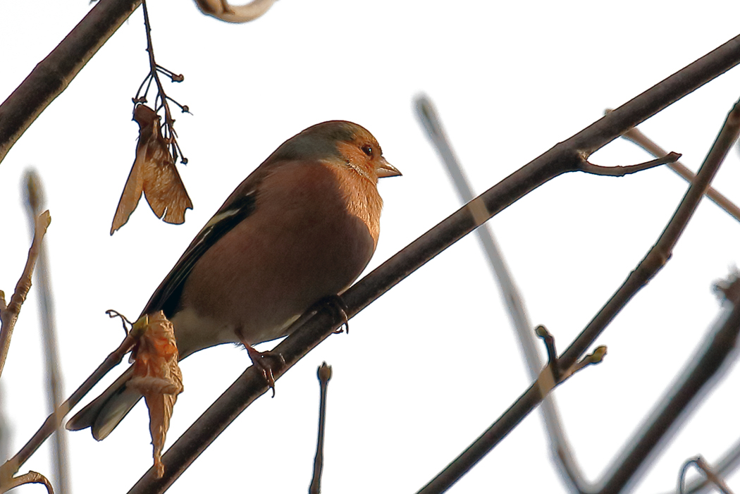 Eurasian Chaffinch