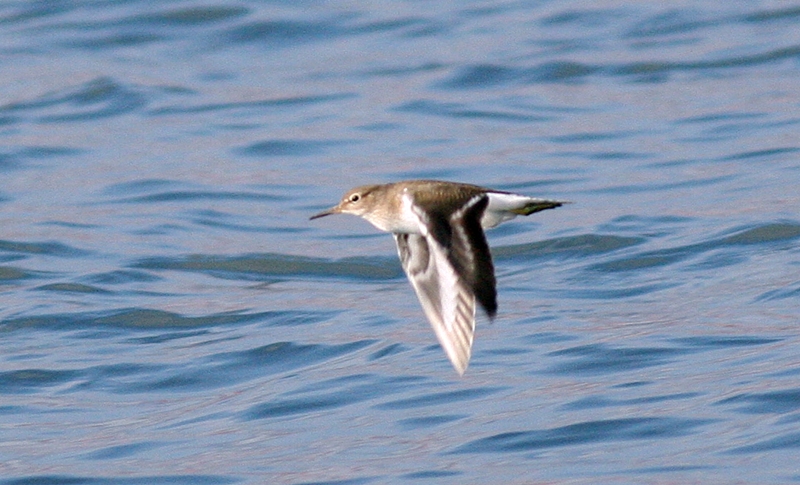 Common Sandpiper