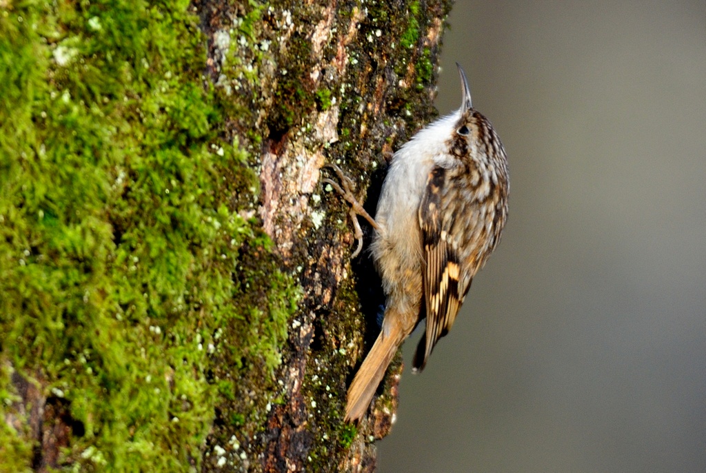 Short-toed Treecreeper