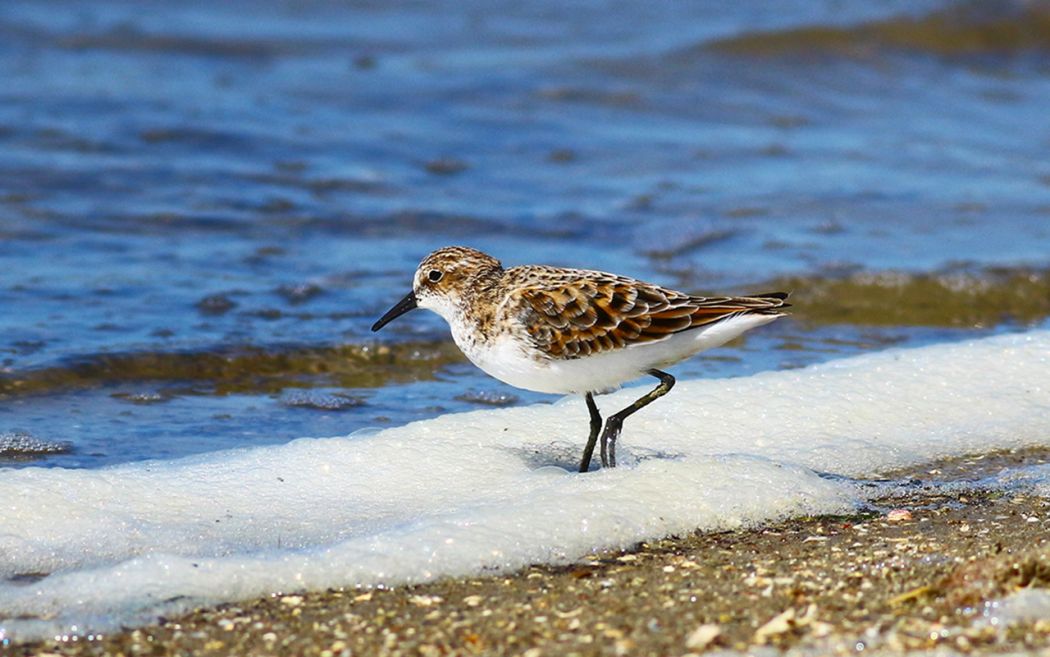 Little Stint