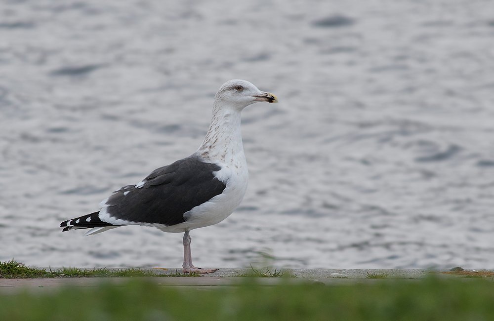 Great Black-backed Gull