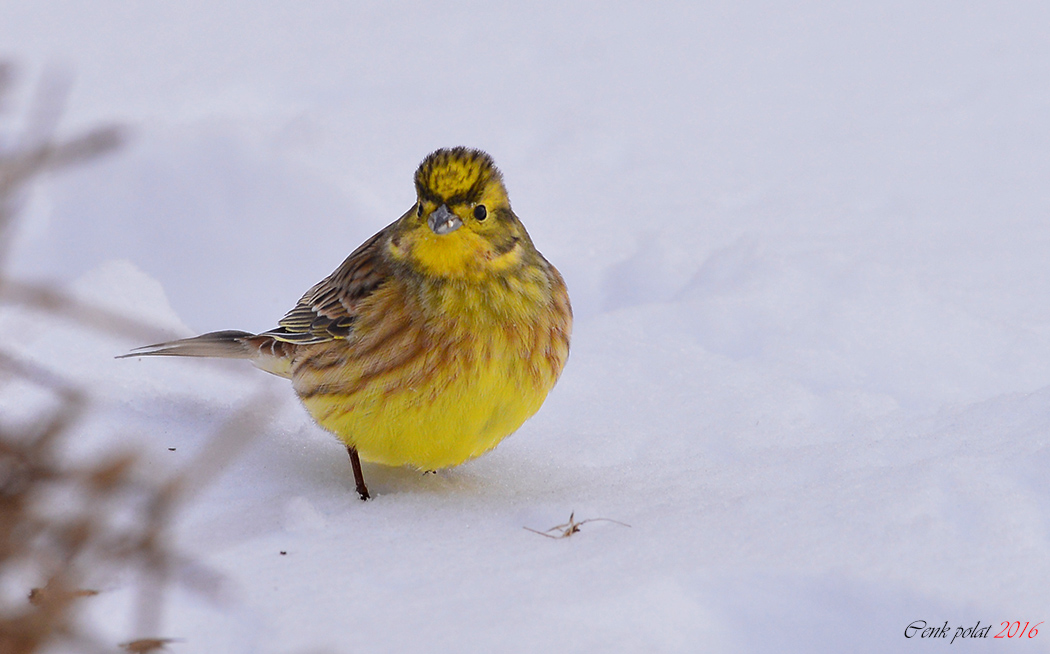 Yellowhammer