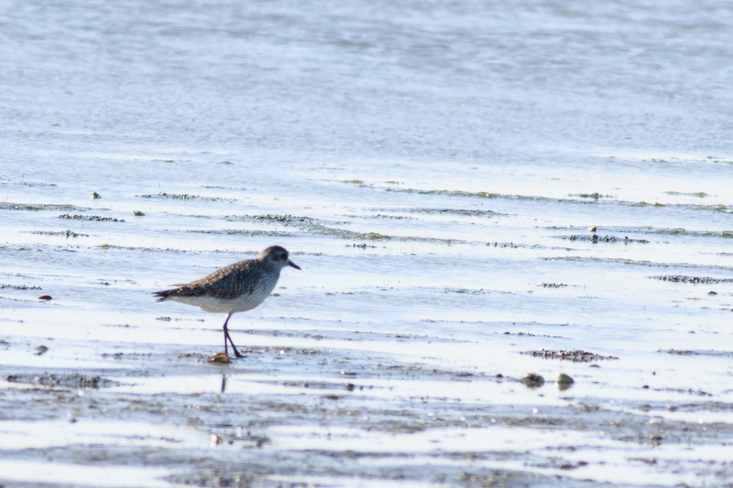 Grey Plover