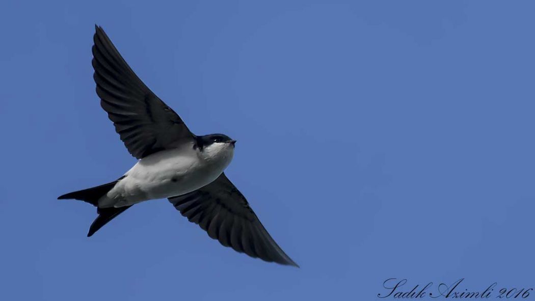 Western House Martin