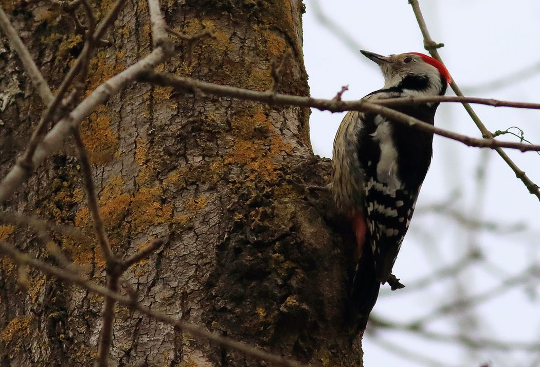 Middle Spotted Woodpecker