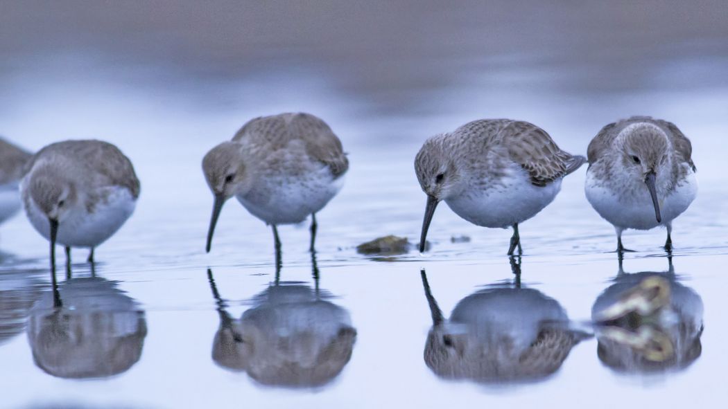 Dunlin