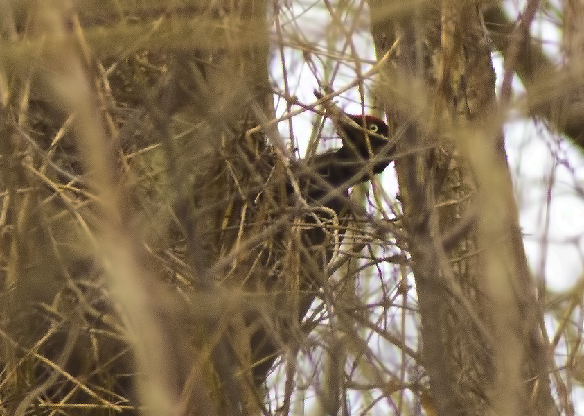 Black Woodpecker