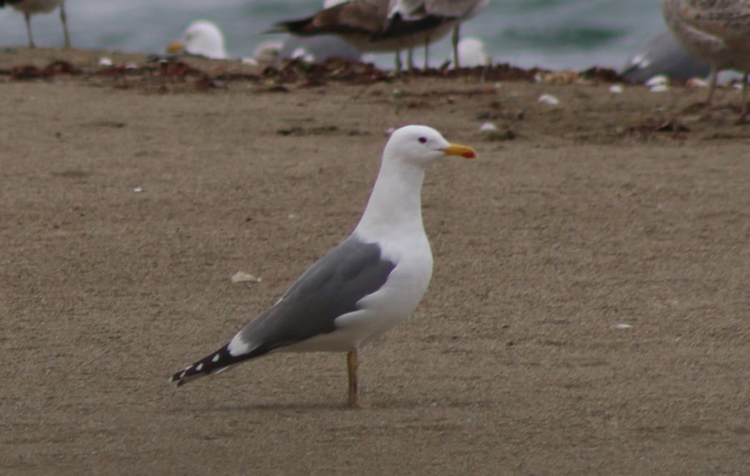 Armenian Gull