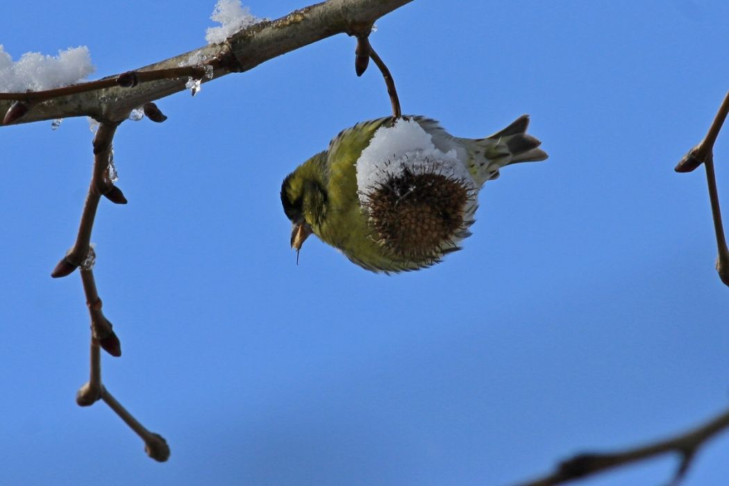 Eurasian Siskin