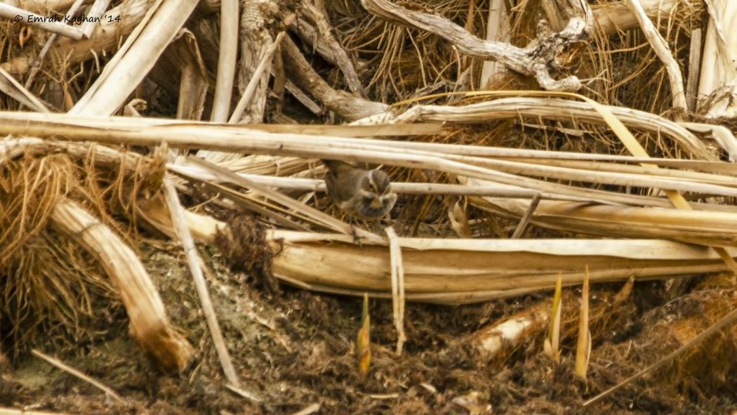 Bluethroat