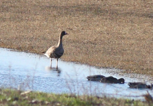 Greater White-fronted Goose