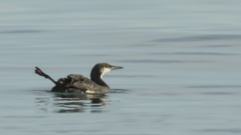 Black-throated Loon