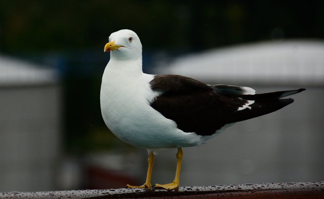 Lesser Black-backed Gull