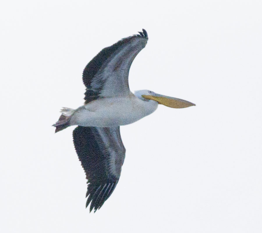 Great White Pelican