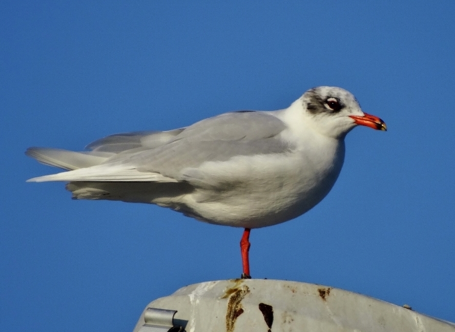 Mediterranean Gull