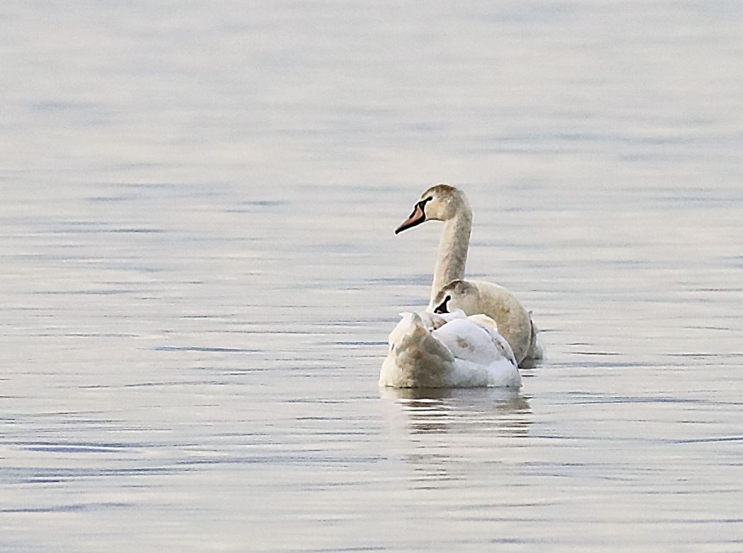 Mute Swan