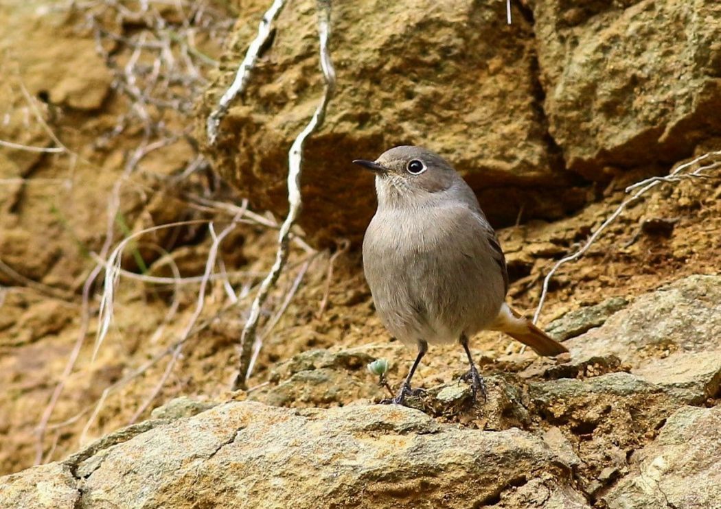 Black Redstart