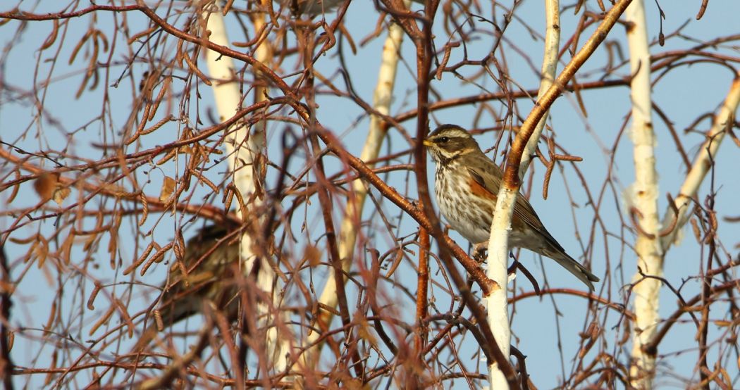 Redwing