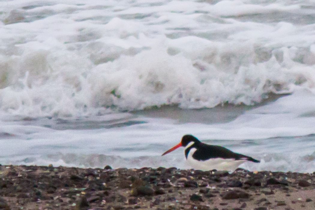 Eurasian Oystercatcher