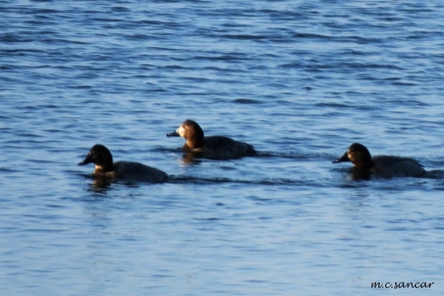 Common Pochard