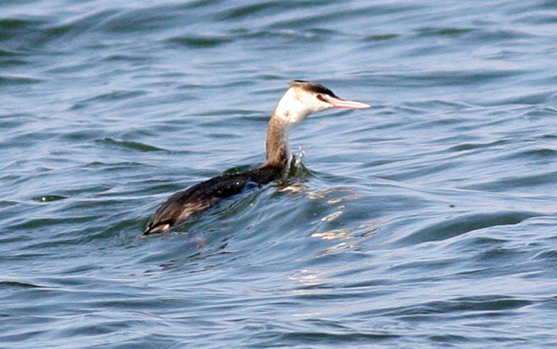 Great Crested Grebe
