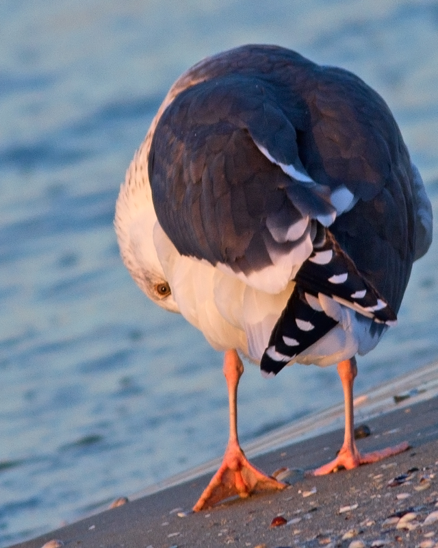 Great Black-backed Gull