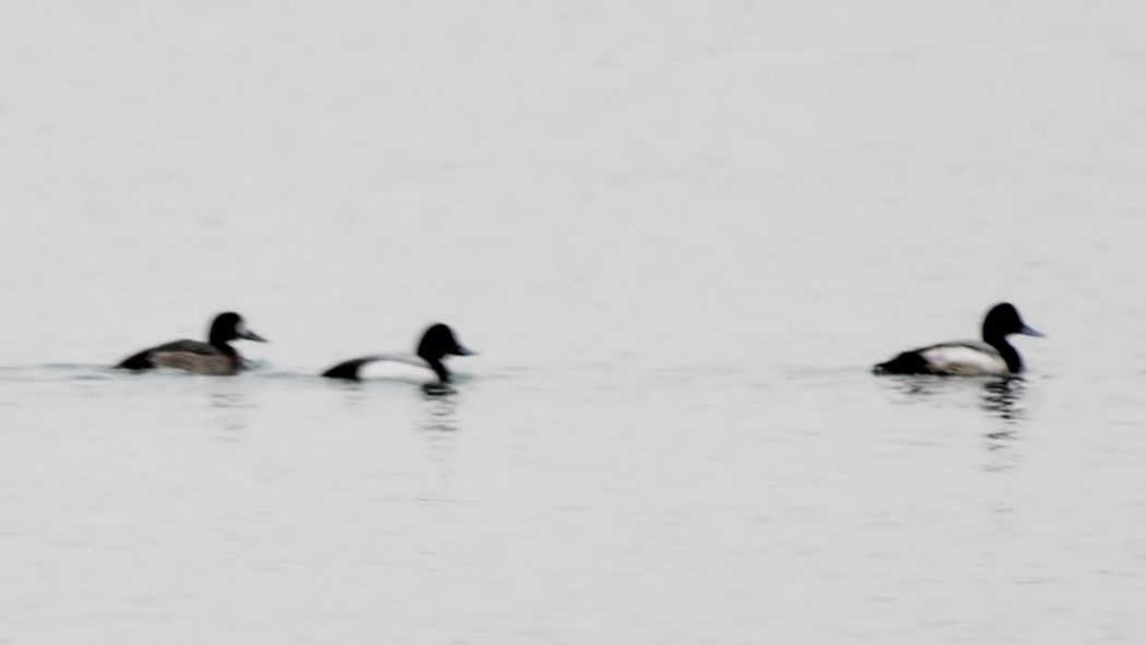 Greater Scaup