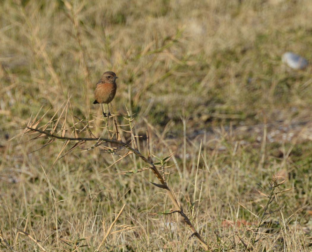 European Stonechat