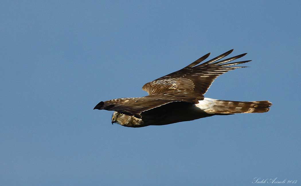Hen Harrier
