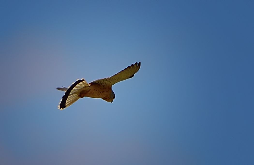 Lesser Kestrel