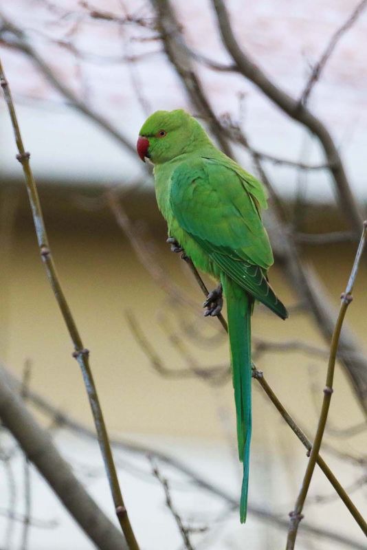 Rose-ringed Parakeet