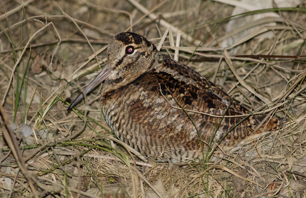 Eurasian Woodcock