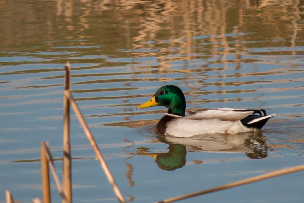 Mallard