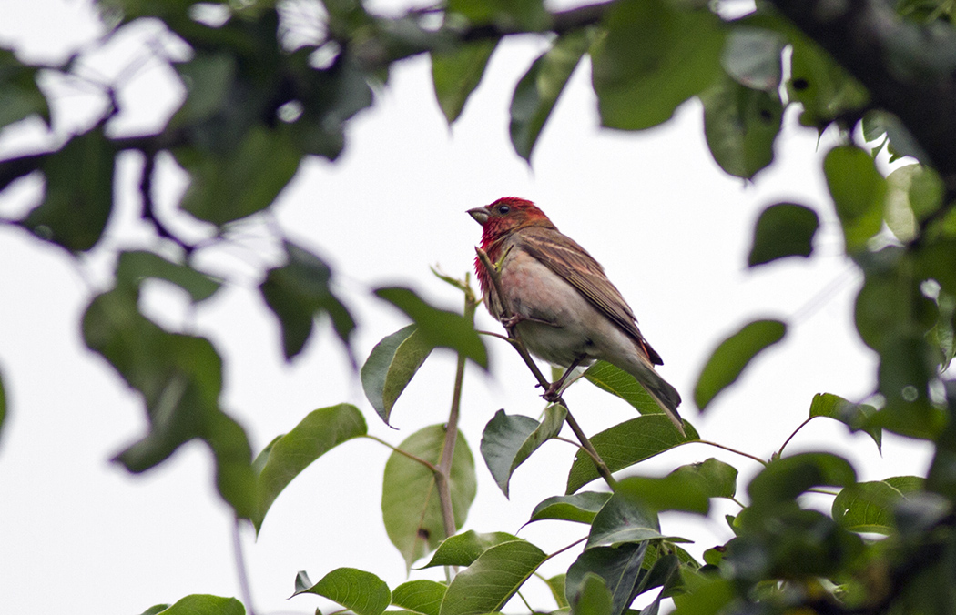 Common Rosefinch