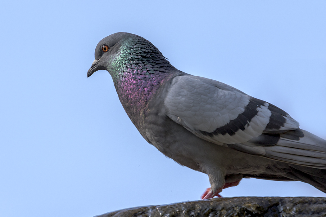 Rock Dove
