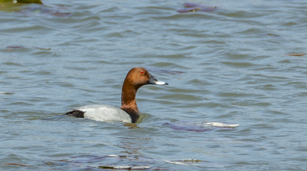 Common Pochard