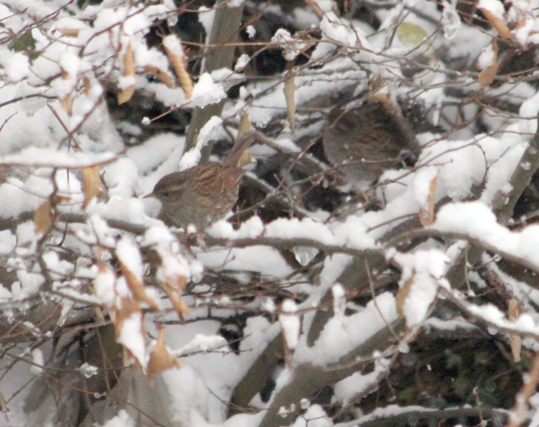 Dunnock