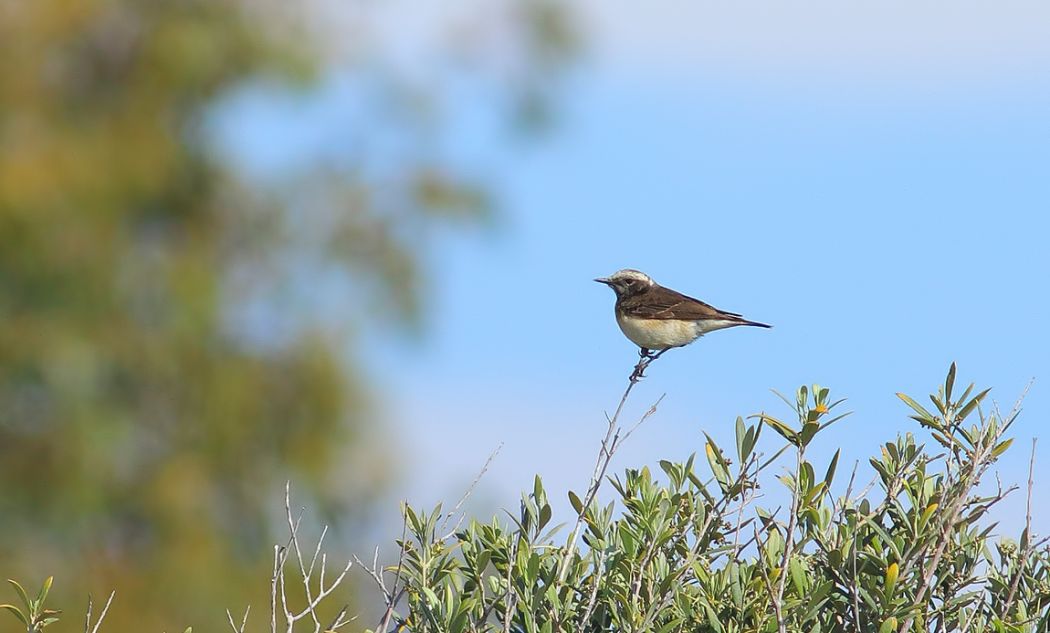 Cyprus Wheatear