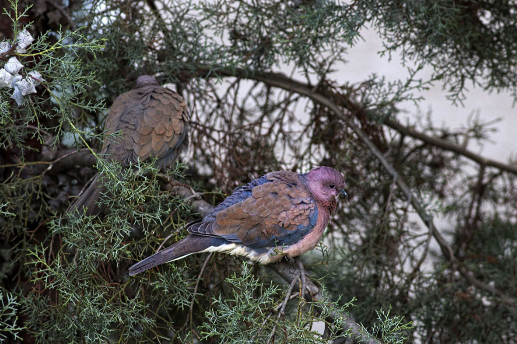Laughing Dove