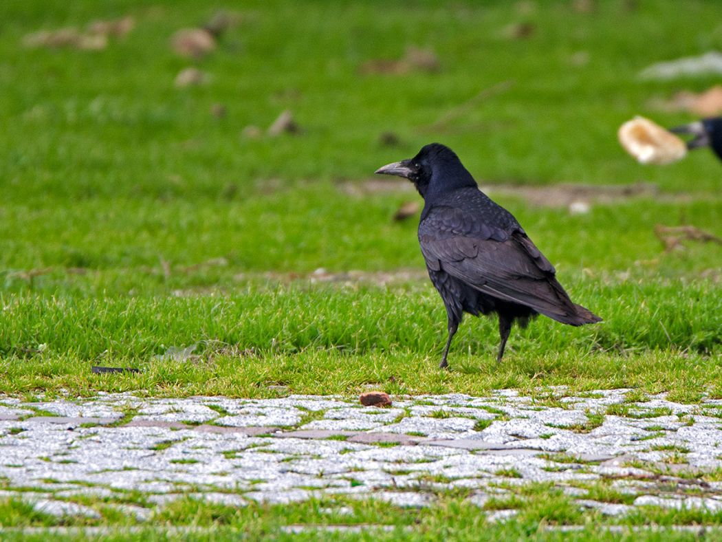 Rook