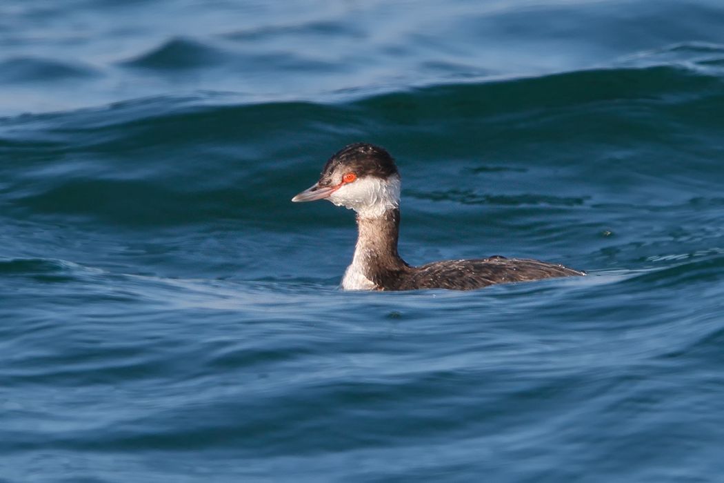 Horned Grebe