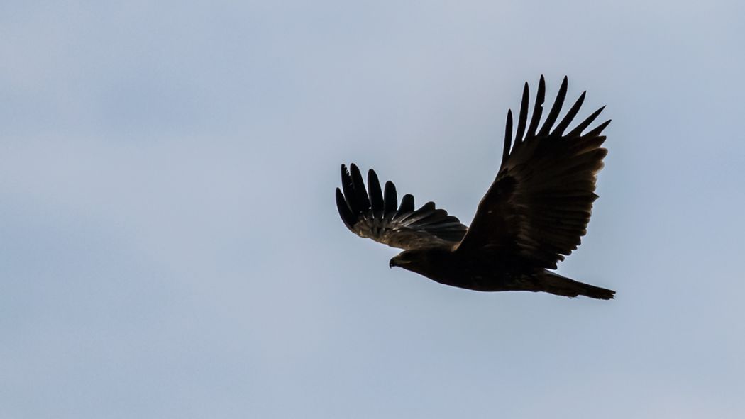 Greater Spotted Eagle
