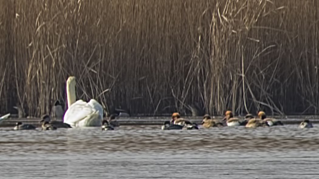 Smew