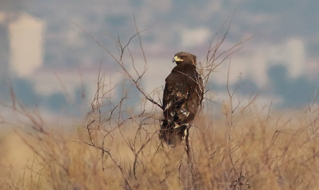 Greater Spotted Eagle