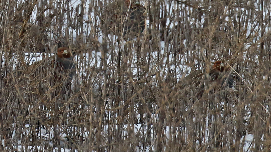 Grey Partridge