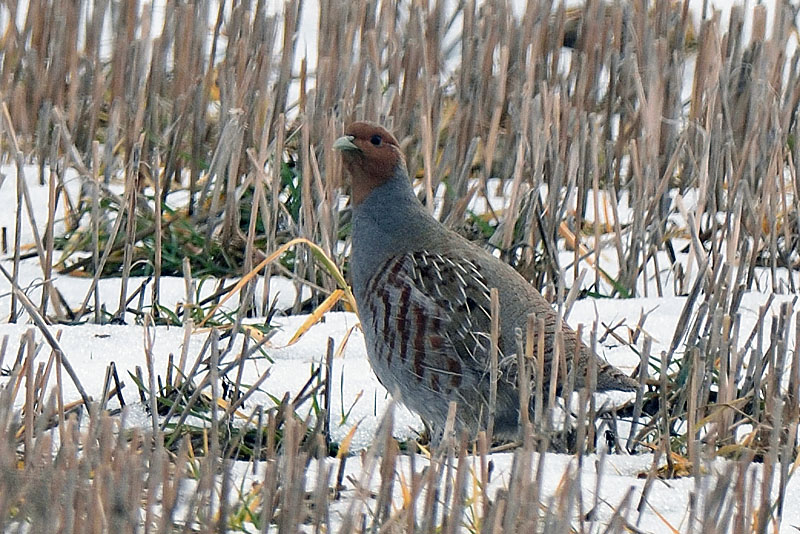 Grey Partridge