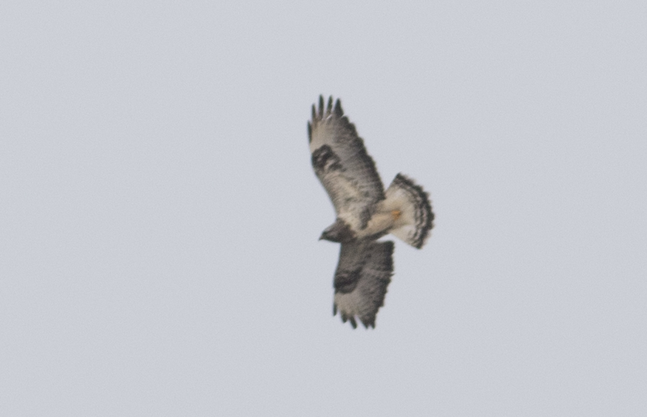 Rough-legged Buzzard