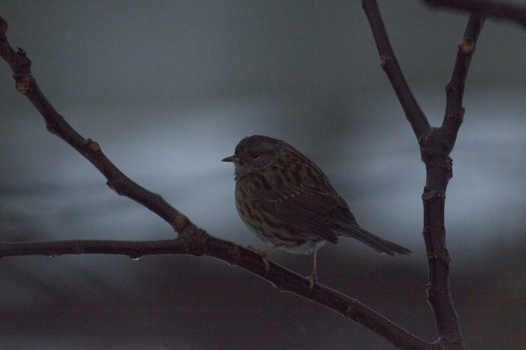 Dunnock