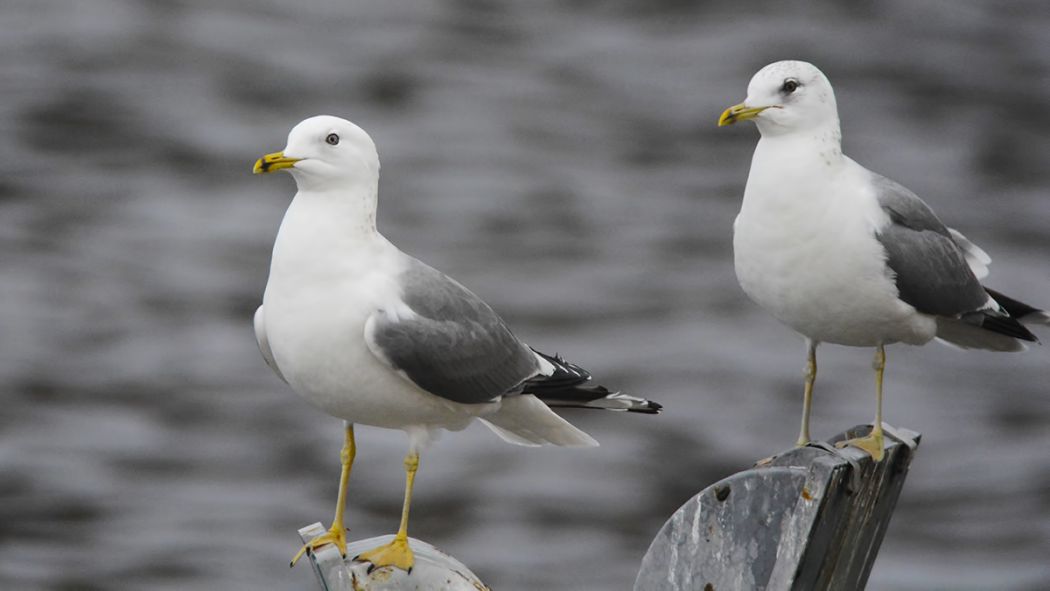 Common Gull